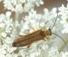 Oedemera podagrariae